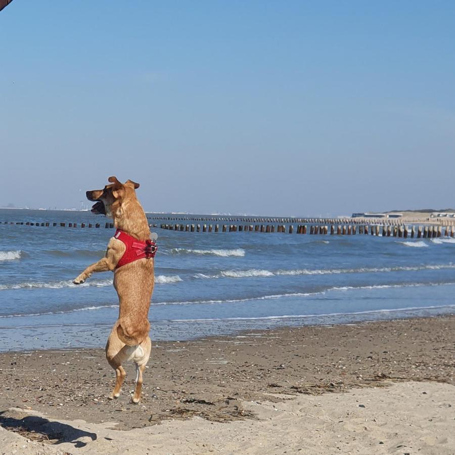Bonnies Beach & Spa Duinnest Cadzand Luaran gambar